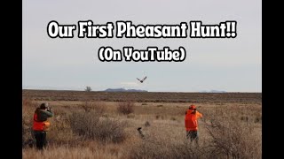 Our First Pheasant Hunt On YouTube [upl. by Guevara604]