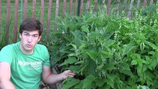 How to Grow Eggplants  Complete Growing Guide [upl. by Stace]