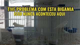 TIVE PROBLEMAS COM A BIGAMIA [upl. by Naor]