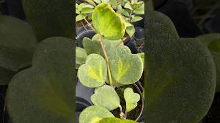 Hoya Plants  Vandermeer Nursery Sept 21 [upl. by Eiruam]