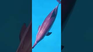 Aquatic animals wildlife animals aquatic pleasesubscribe [upl. by Ahtel]