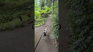 I took my dogs to a botanical garden Vlog 43 [upl. by Niliac]