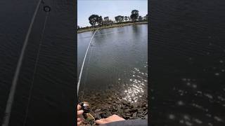 Big Bream caught in the Maribyrnong River fishing breamfishing landbasedfishing fishingaustralia [upl. by Aicilegna]