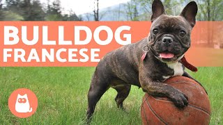 Il Bulldog Francese  Educazione e cure [upl. by Jasmina]