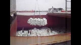 Rice Loading Operations  TanLong Co Viet Nam [upl. by Gunas]