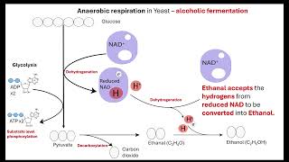 Anaerobic respiration OCR A ALevel Biology Revision 522 Respiration [upl. by Rimma]