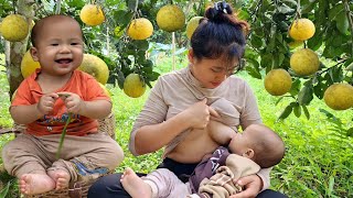 Single mom harvesting grapefruits go market sell To earn money to raise children Single mom life [upl. by Kire]