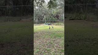 Baby Emu zooms First time out in the yard [upl. by Virge]