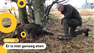 Veel wilde zwijnen overleven de winter niet Dat is niet erg [upl. by Alyek]