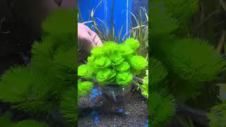 Cabomba green tanaman aquascape [upl. by Polard679]