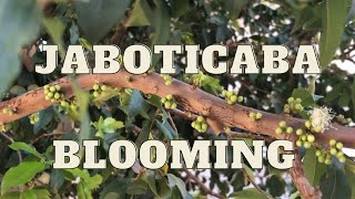 Growing Jaboticaba Fruit  Tree Bloom  Newest Fertilizer  Tips and Tricks [upl. by Amelita]