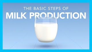 The basic steps of milk production [upl. by Lewellen28]