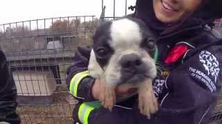 100 Animals Rescued from Puppy Mill and Cruelty Situation [upl. by Byram]