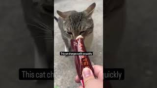 Cat videos ❤️ fyp 😸 worldofanimals Ep 1096 [upl. by Sile203]