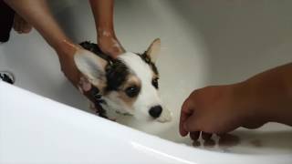 PUPPY CORGIS FIRST BATH  Hiro the Corgi [upl. by Pugh559]