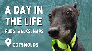 A day in the life of my whippet  The Cotswolds  VLOG 2 [upl. by Amlas507]