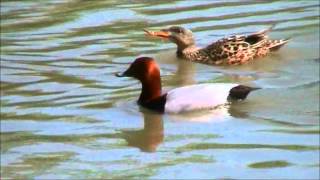 Common Pochard [upl. by Lemor]