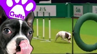 East Anglian Staffordshire Bull Terrier Display Team  Crufts 2013 [upl. by Che]