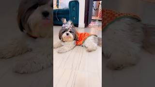 Mera laddu❤️🫶🏻🧿🪬 coco doglover shihtzupuppies lover dogloverstagram [upl. by Jacquie]