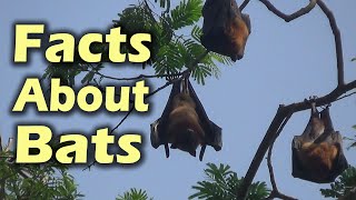 Interesting Facts about Fruit Bats  Worlds Biggest Flying Foxes [upl. by Refinneg]