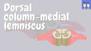 Dorsal ColumnMedial Lemniscus pathway [upl. by Sadinoel]