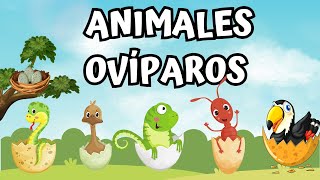 ANIMALES OVÍPAROS LISTA DE ANIMALES PARA NIÑOS [upl. by Canty]