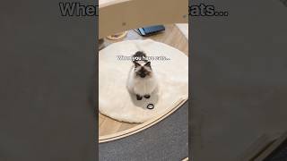 Tell me I’m not the only one who is this paranoid 🤣 cats cat lifewithcats [upl. by Weide]