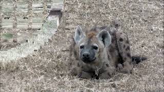 Ngorongoro National Park [upl. by Nyer1]