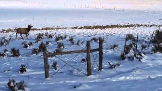 Jicarilla Apache Reservation Elk Crossing [upl. by Paige]