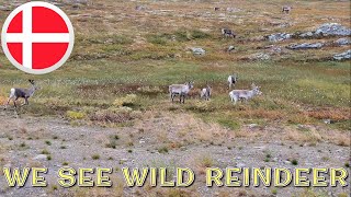 NORWAY MOTORHOME ROADTRIP PT 3  Across the Arctic Circle amp Reindeer in the wild [upl. by Siravat708]