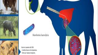 Mannheimia haemolytica Pasteurella haemolytica quotFiebre de embarquequot UAAAN UL BOVINOS Y OVINOS [upl. by Lovel]