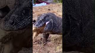 KOMODO DRAGON ATTACK komodo KOMODODRAGON wildlife awesomeearth animals komodonationalpark [upl. by Darb]