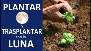 Plantar y trasplantar con la Luna [upl. by Lenod]