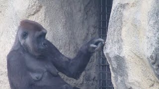 Gorilla Tayari plays with electronic wire parts 23022024 [upl. by Sankaran835]