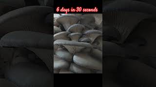 Mushrooms timelapse 25 gb of video 6 days converted into 30 seconds Real timelapse mushroom [upl. by Alberik]