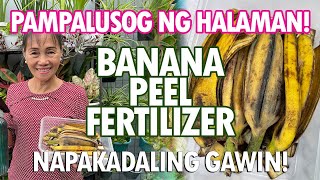 BALAT NG SAGING PAMPATABA NG HALAMAN Banana Peel Fertilizer Tutorial  Haydees Garden [upl. by Assedo]