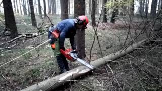 Chainsaw Husqvarna 562 XP felling and limbing [upl. by Kahcztiy]