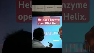 Helicase Enzyme open the DNA Helix [upl. by Yllrebmik]