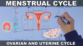 Menstrual Cycle  Ovarian and Uterine Cycle [upl. by Gannon224]