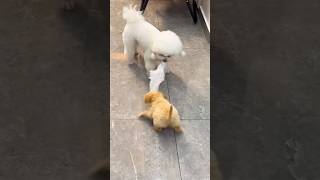 Wow big Fight 😲🙀 dog minipets cute cutepet cutemini pets cat cuteanimal cutepuppy [upl. by Januarius]