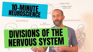 10Minute Neuroscience Divisions of the Nervous System [upl. by Roinuj]