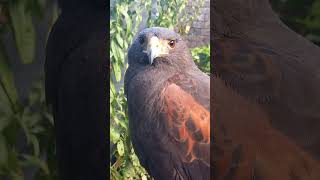 HARRIS HAWK CLOSEUP AND MAKING SOUNDS [upl. by Kirschner]