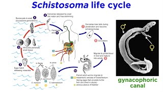 Phylum Platyhelminthes Part 3 Parasitic Trematodes and Monogeneans [upl. by Gilliette869]