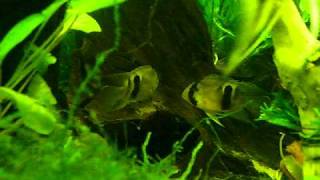 Keyhole Cichlids Breeding [upl. by Kowtko]