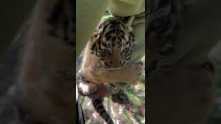 🐅tiger baby 🐯 youtubeshorts daily animals babytiger viralvideo viralshorts video [upl. by Nodnrb]