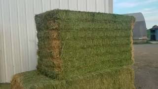 Premium dairy quality alfalfa from Aden Brook [upl. by Eniotna]