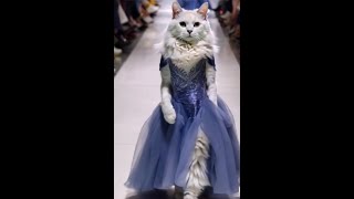 🐱 THE HOTTEST CUTTEST MEOW SHOW ON THE RUNWAY PART 3 2024💖 [upl. by Alywt285]