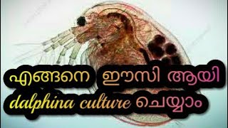 How easy culture daphnia malayalam 🐠🐠 [upl. by Doownel]