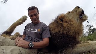 Best Lion Roars  The Lion Whisperer [upl. by Hervey]