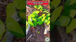 Pertumbuhan Mucuna bracteata Lokal Umur 2 Bulan [upl. by Steck40]